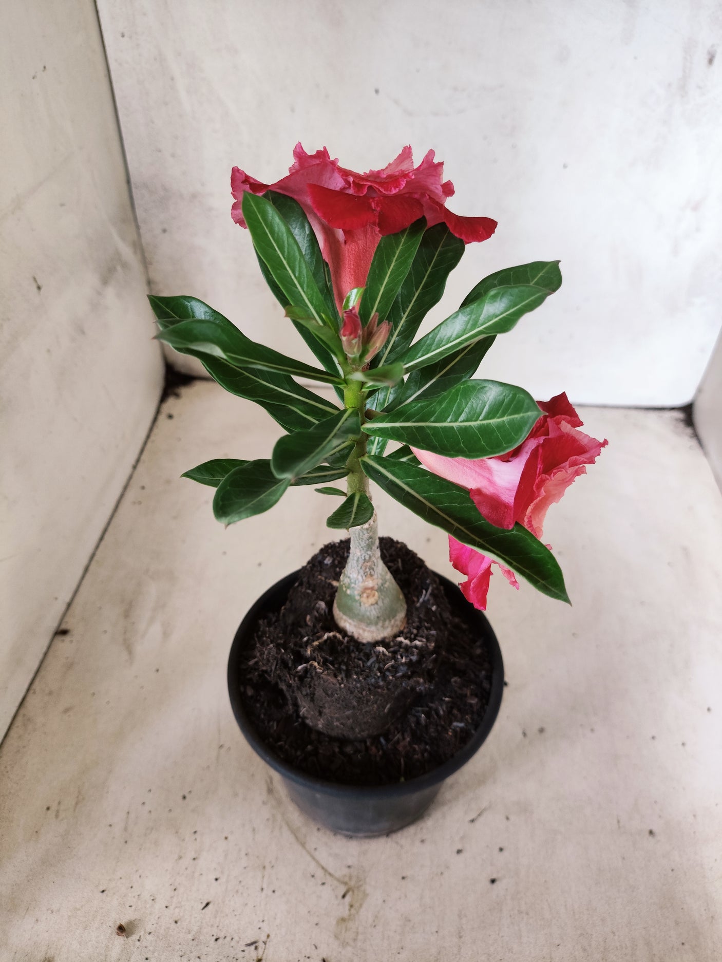 ENXERTO 12686 – 20cm (cor LM 913)