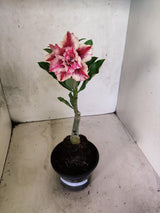 ENXERTO 12697 – 20cm (cor LM 964)