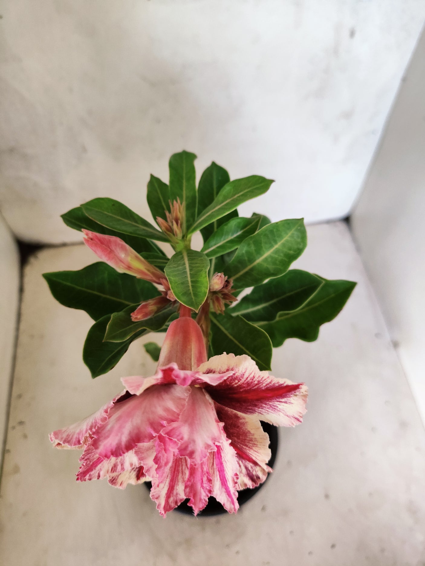 ENXERTO 12697 – 20cm (cor LM 964)