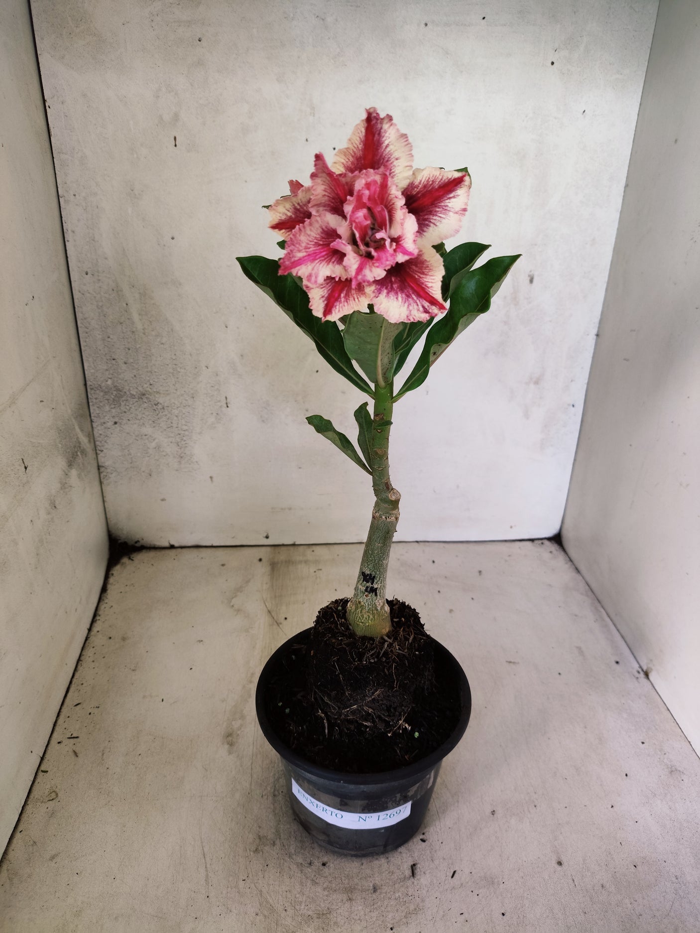 ENXERTO 12697 – 20cm (cor LM 964)