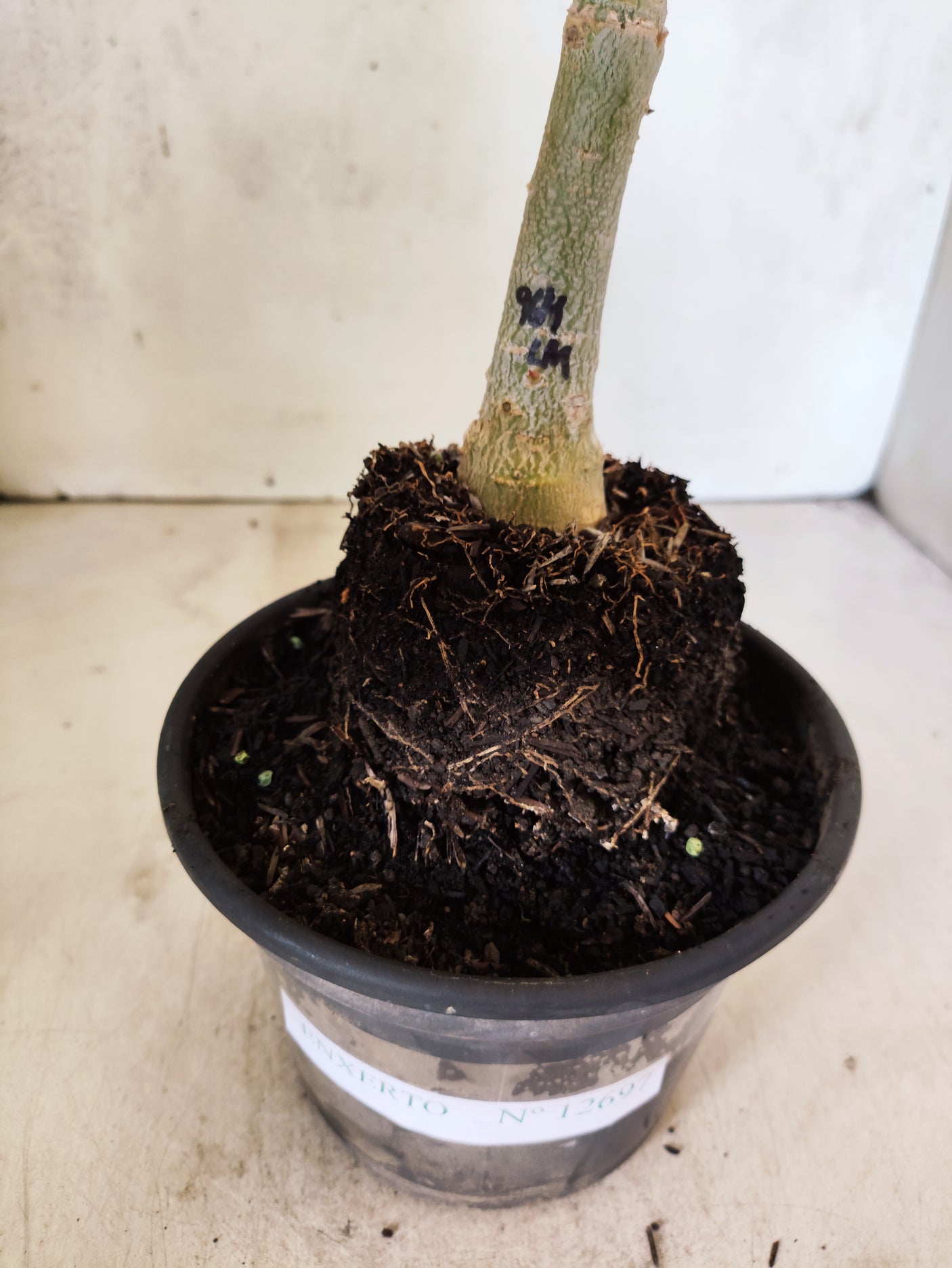 ENXERTO 12697 – 20cm (cor LM 964)