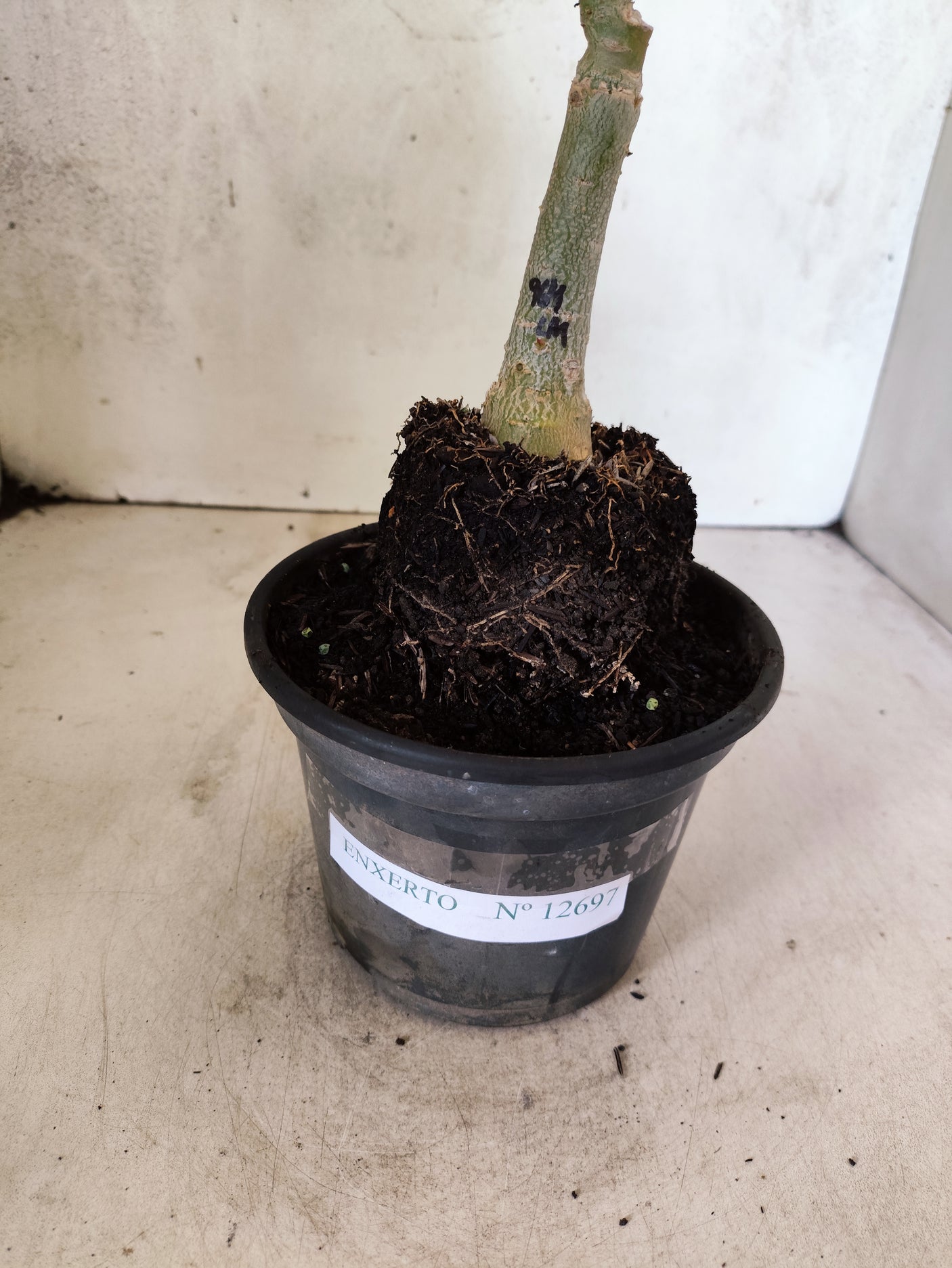 ENXERTO 12697 – 20cm (cor LM 964)