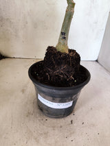 ENXERTO 12697 – 20cm (cor LM 964)