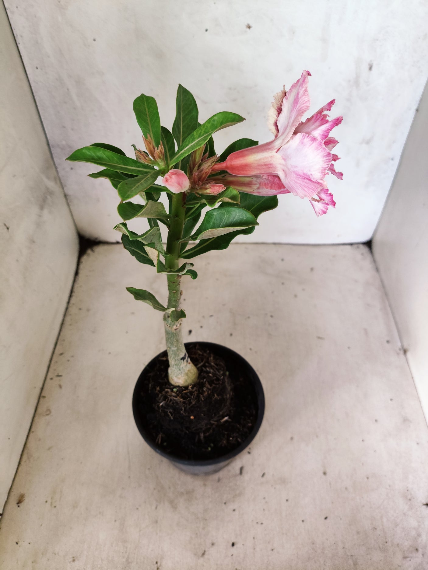 ENXERTO 12697 – 20cm (cor LM 964)