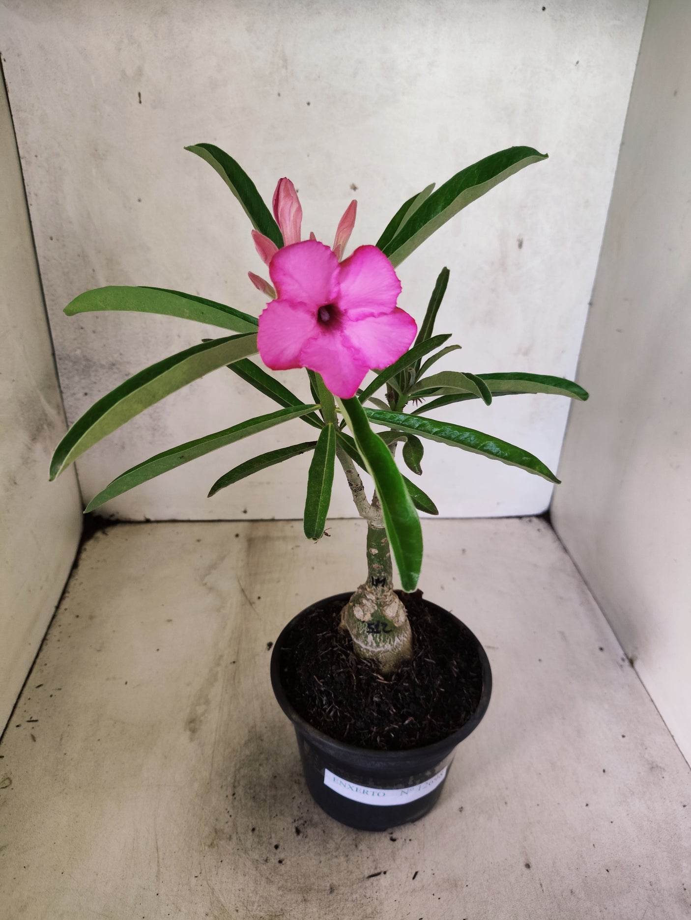 ENXERTO 12698 – 20cm (cor LM 512)