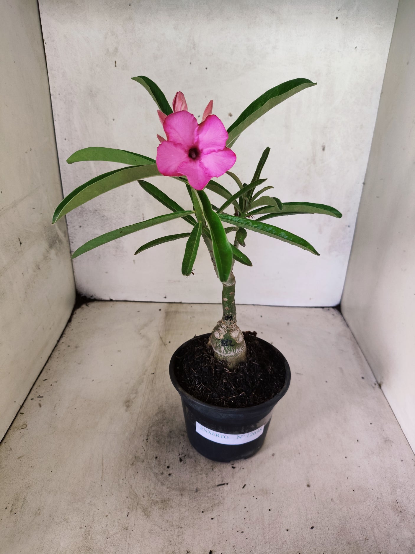 ENXERTO 12698 – 20cm (cor LM 512)