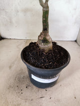 ENXERTO 12698 – 20cm (cor LM 512)