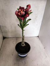 ENXERTO 12699 – 20cm (cor LM 827)