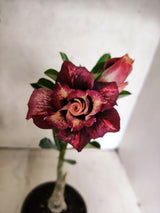 ENXERTO 12699 – 20cm (cor LM 827)