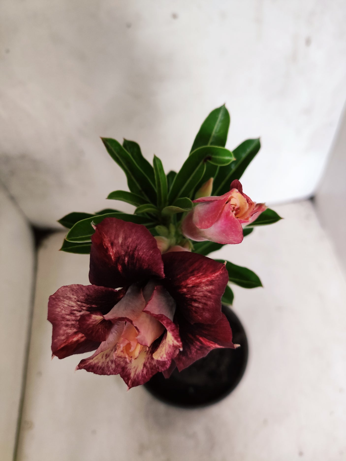 ENXERTO 12699 – 20cm (cor LM 827)