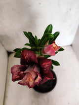 ENXERTO 12699 – 20cm (cor LM 827)