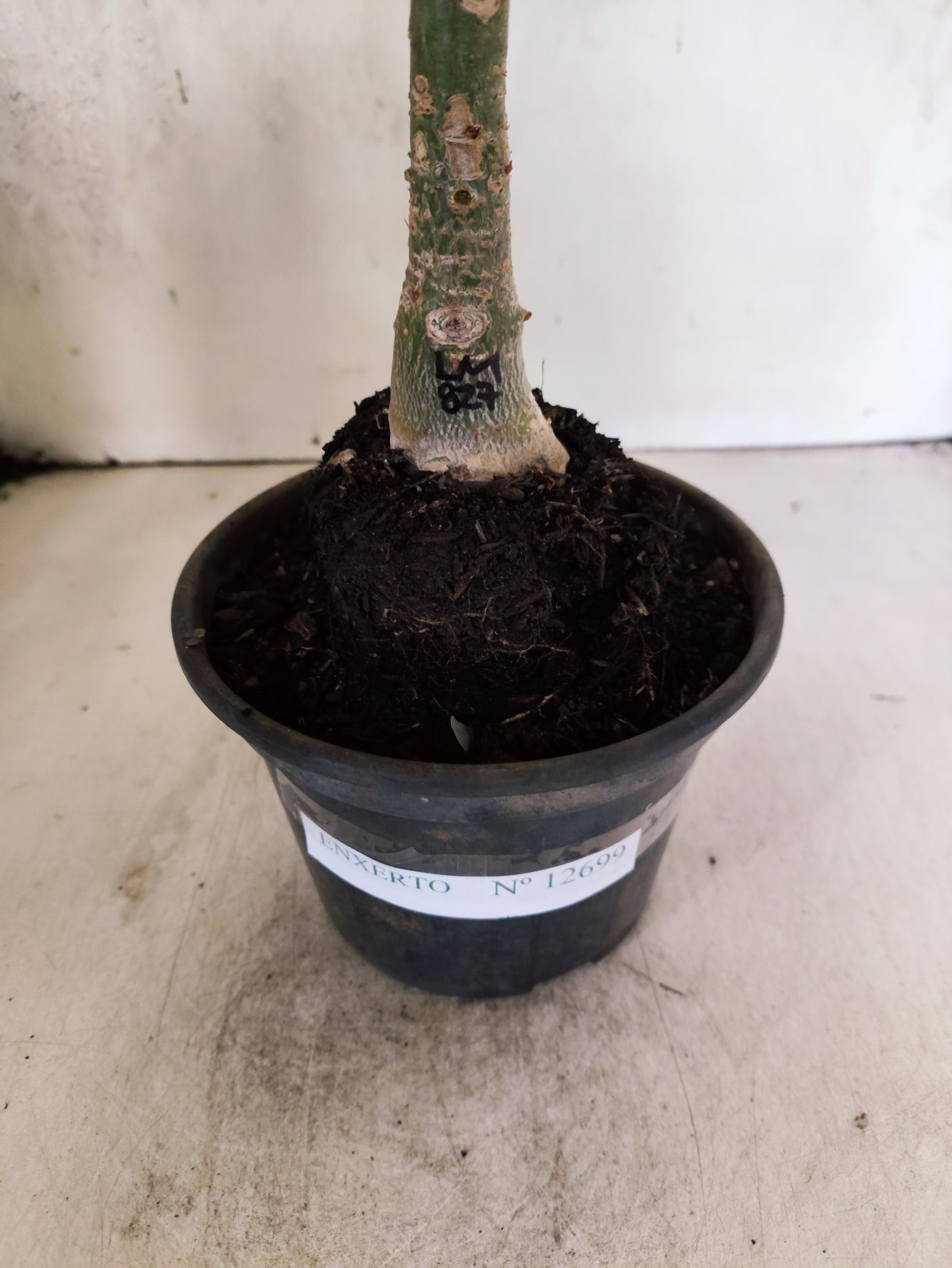 ENXERTO 12699 – 20cm (cor LM 827)