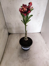 ENXERTO 12699 – 20cm (cor LM 827)