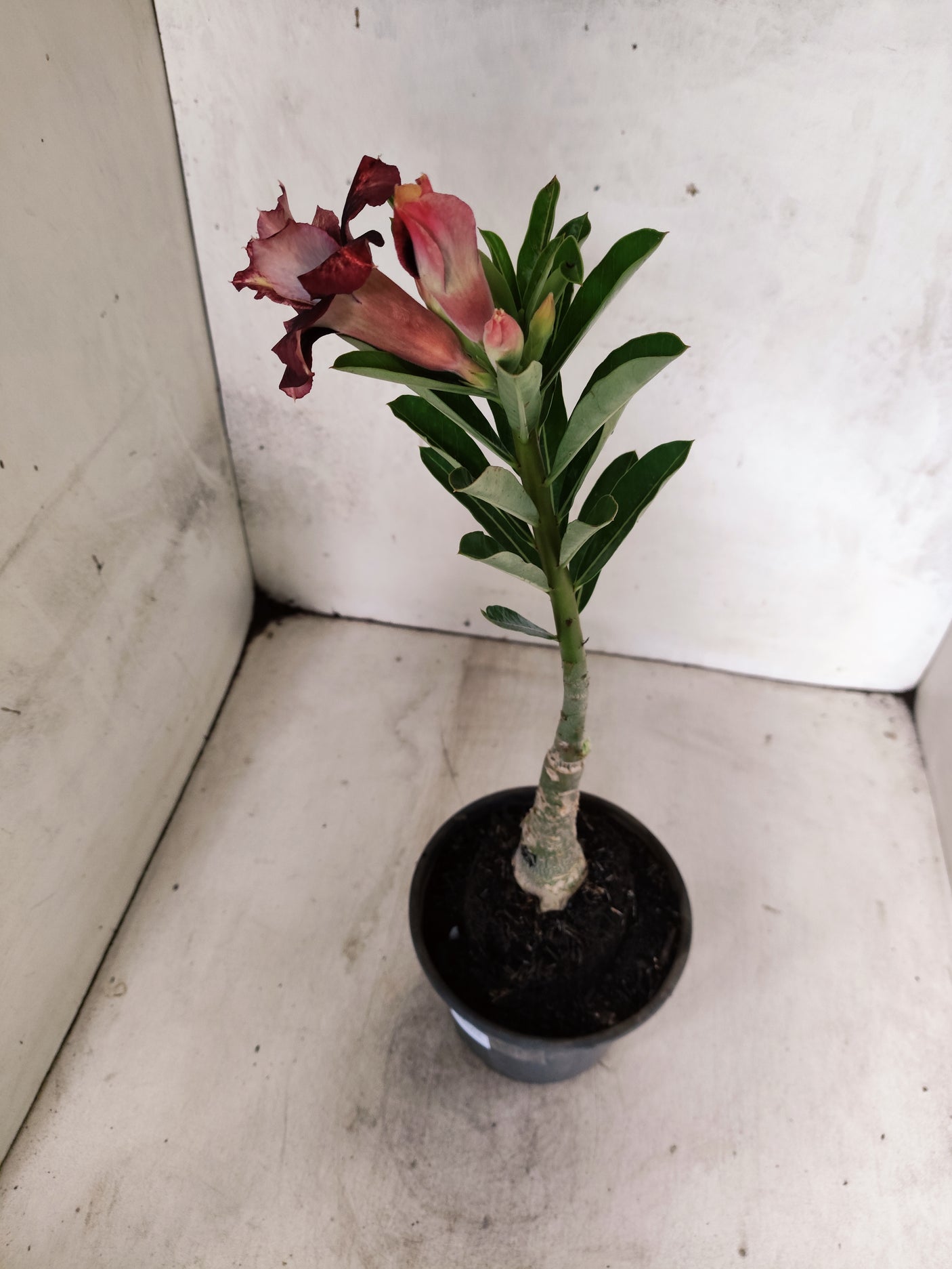 ENXERTO 12699 – 20cm (cor LM 827)