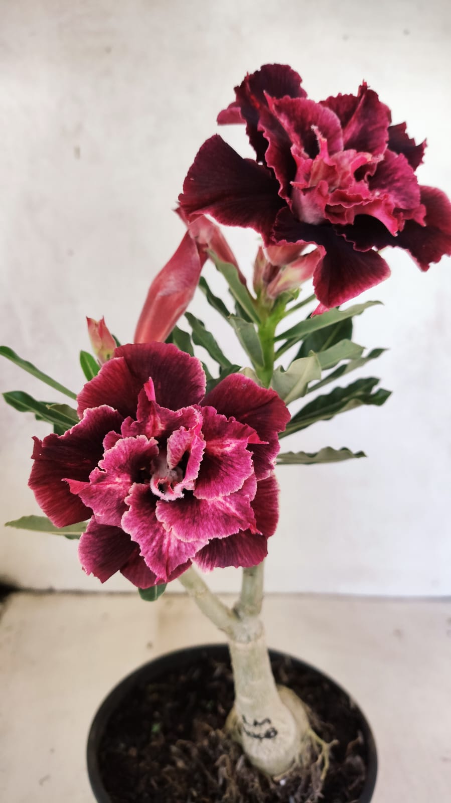 ENXERTO 12703 – 20cm (cor LM 1008)