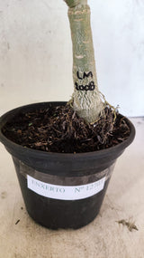 ENXERTO 12703 – 20cm (cor LM 1008)