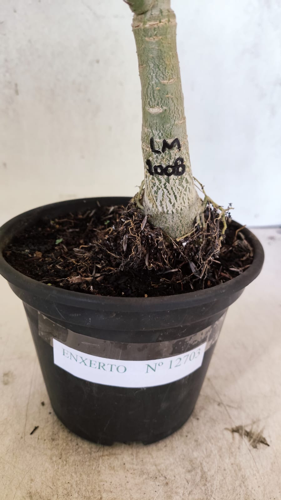 ENXERTO 12703 – 20cm (cor LM 1008)