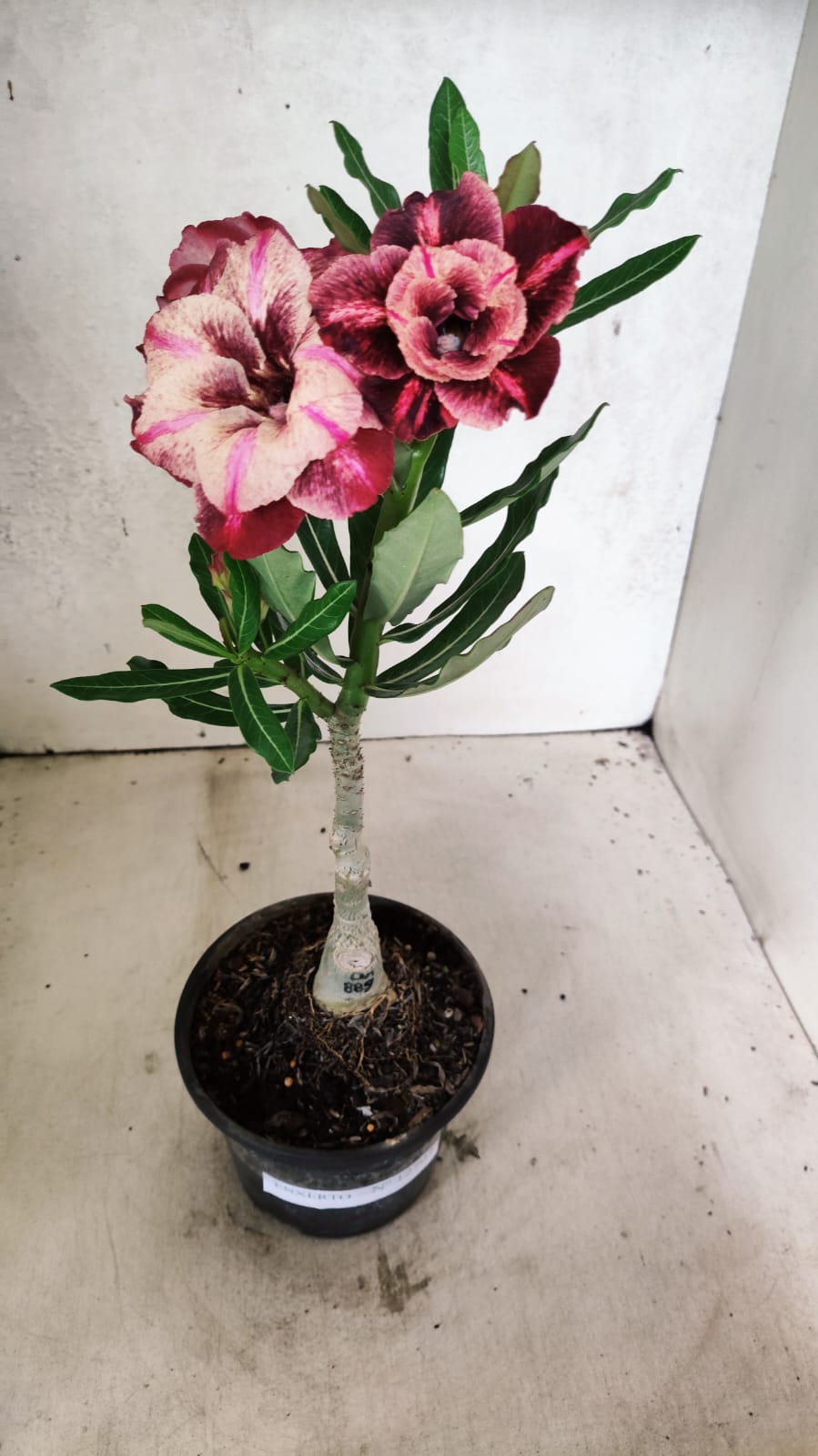 ENXERTO 12707 – 20cm (cor LM 889)