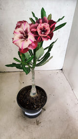 ENXERTO 12707 – 20cm (cor LM 889)