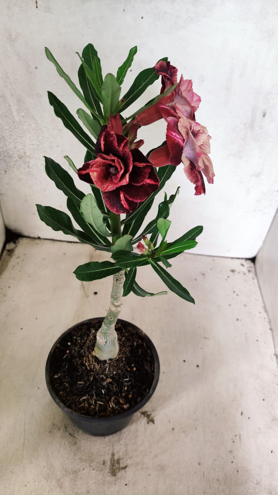 ENXERTO 12707 – 20cm (cor LM 889)