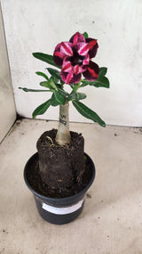 ENXERTO 12608 – 20cm (cor LM 1027)