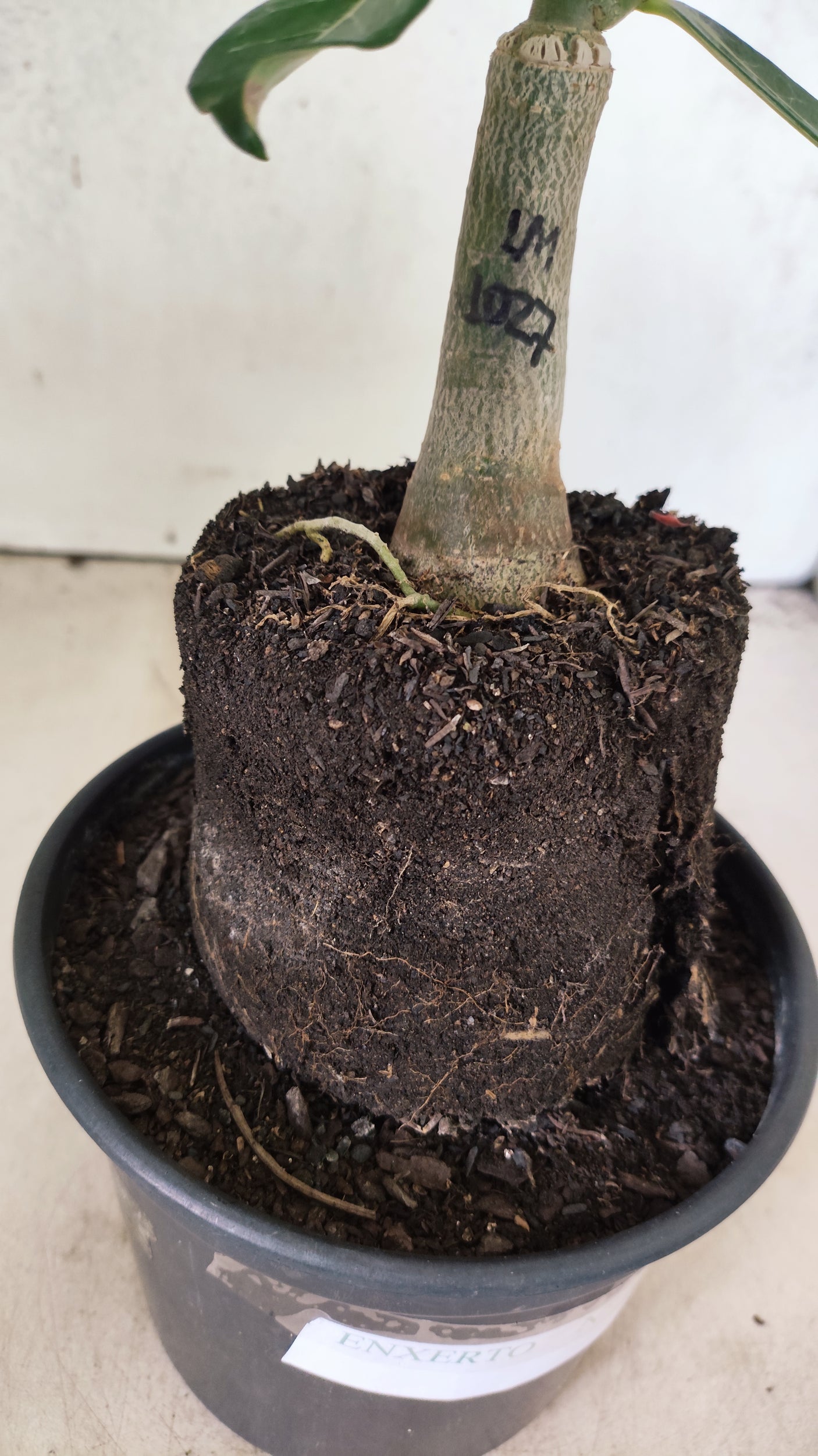 ENXERTO 12608 – 20cm (cor LM 1027)