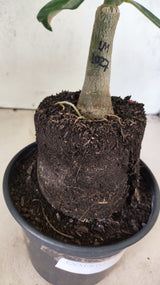 ENXERTO 12608 – 20cm (cor LM 1027)