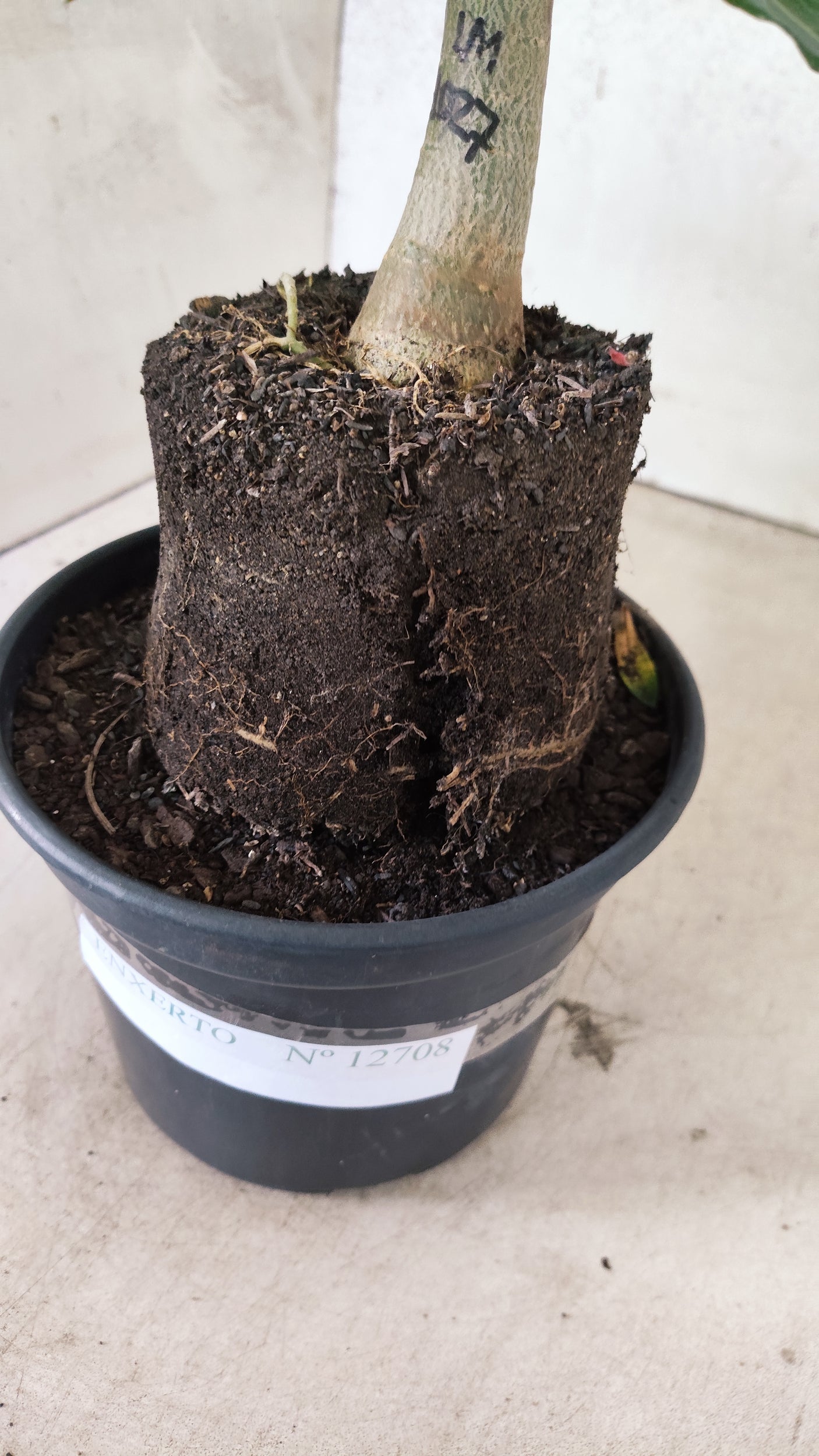 ENXERTO 12608 – 20cm (cor LM 1027)