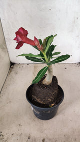 ENXERTO 12608 – 20cm (cor LM 1027)