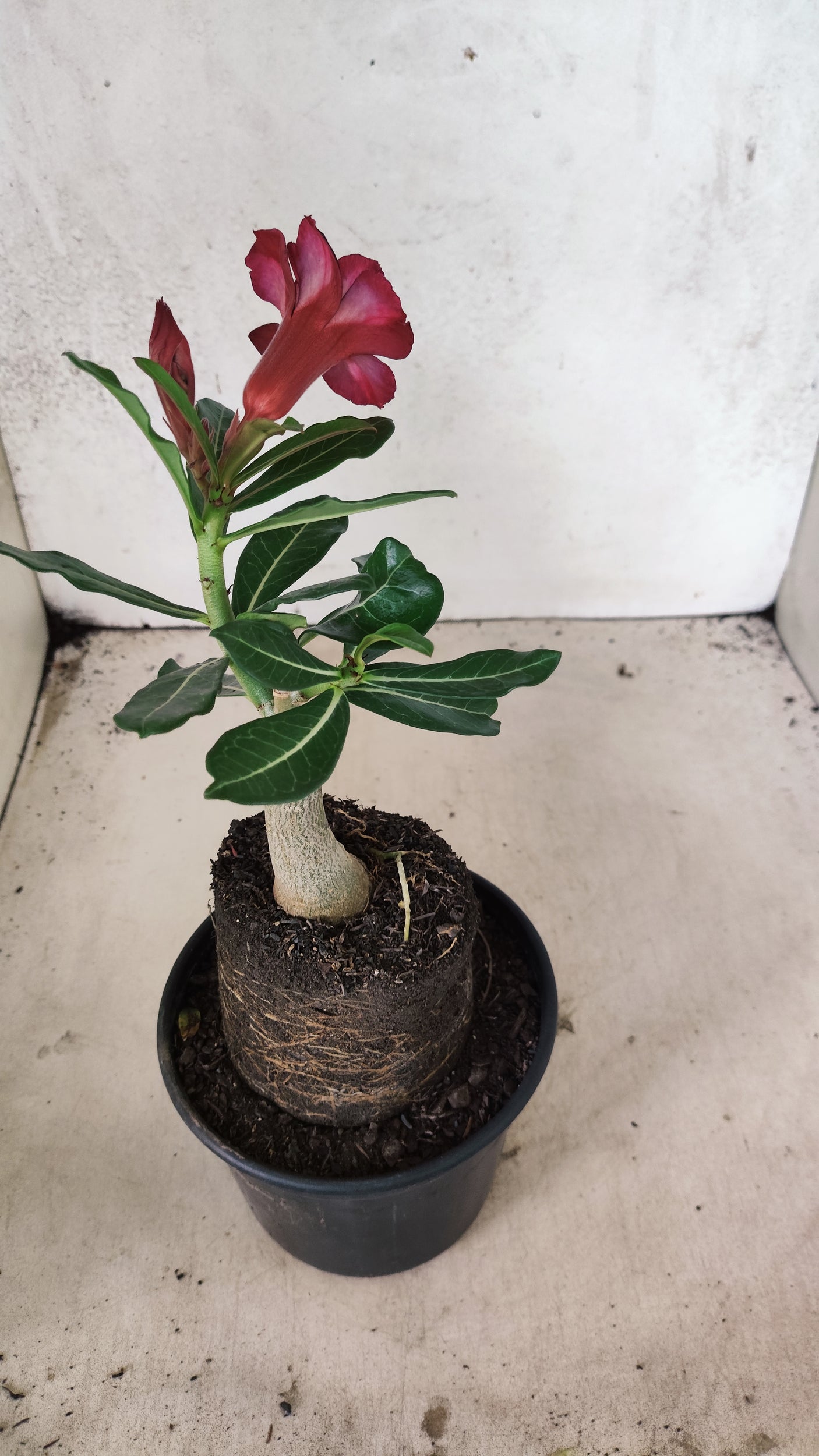 ENXERTO 12608 – 20cm (cor LM 1027)