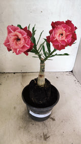 ENXERTO 12609 – 20cm (cor LM 913)