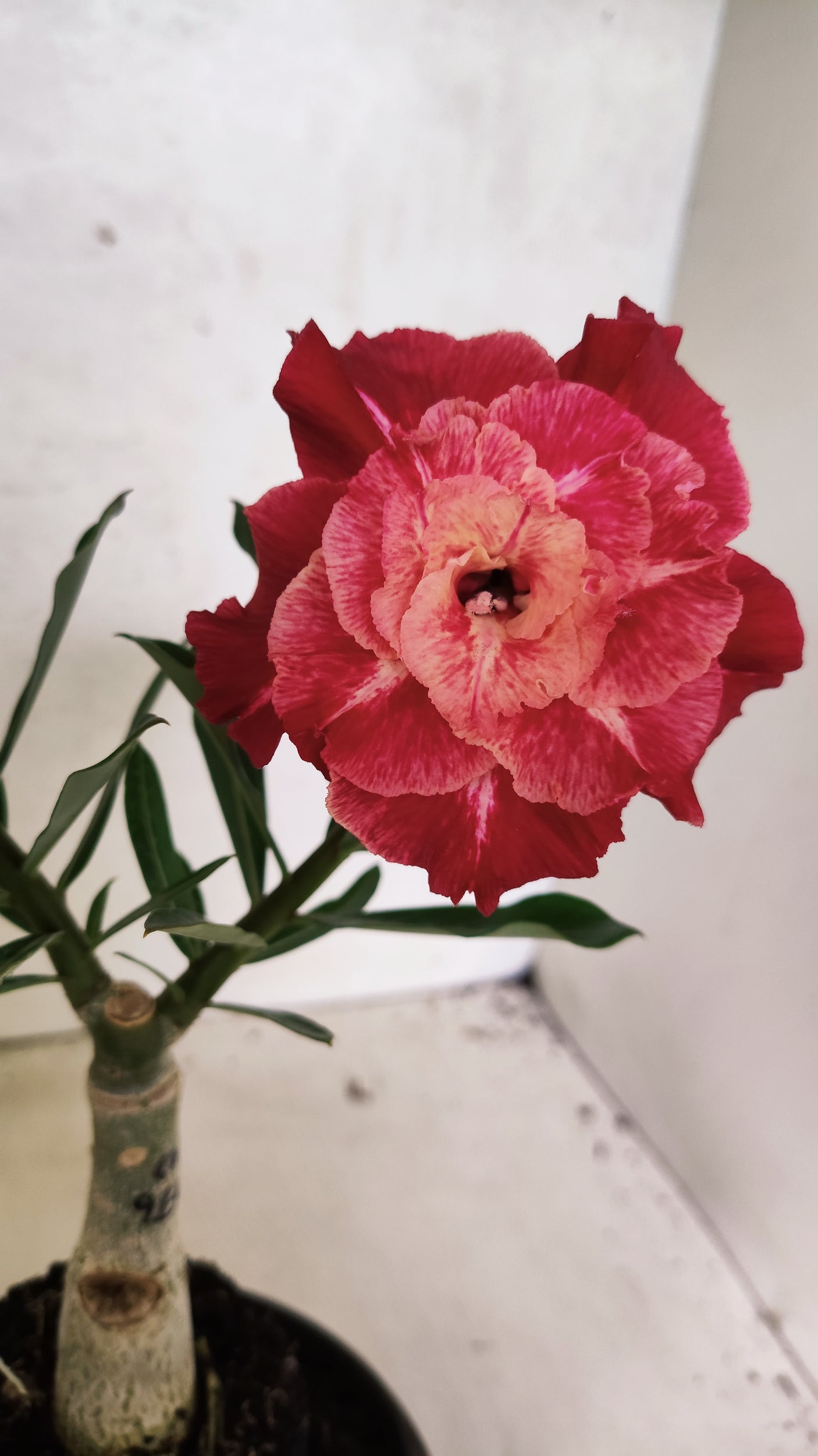 ENXERTO 12609 – 20cm (cor LM 913)