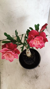 ENXERTO 12609 – 20cm (cor LM 913)