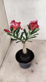 ENXERTO 12609 – 20cm (cor LM 913)