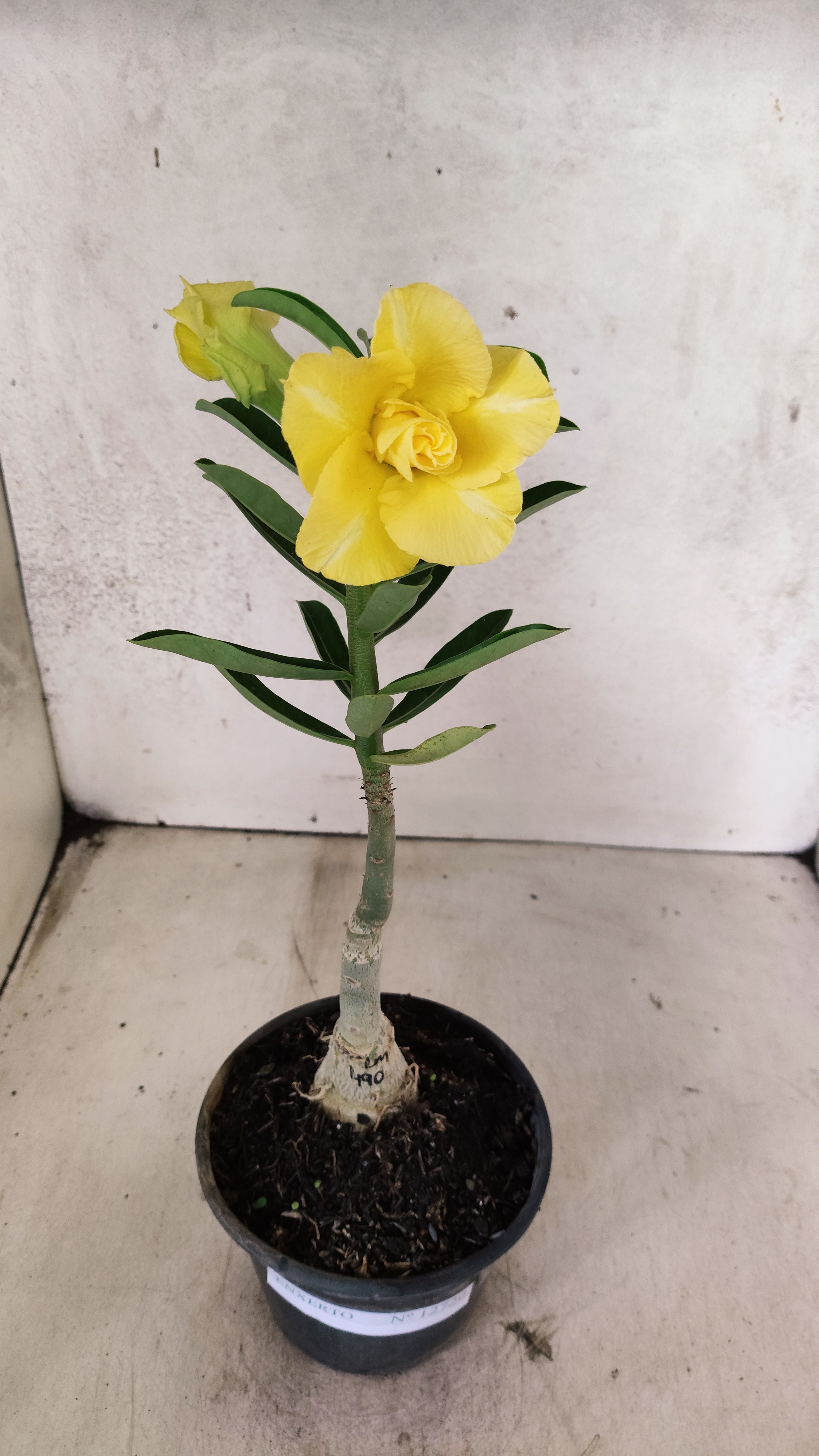 ENXERTO 12720 – 25cm (cor LM 490)