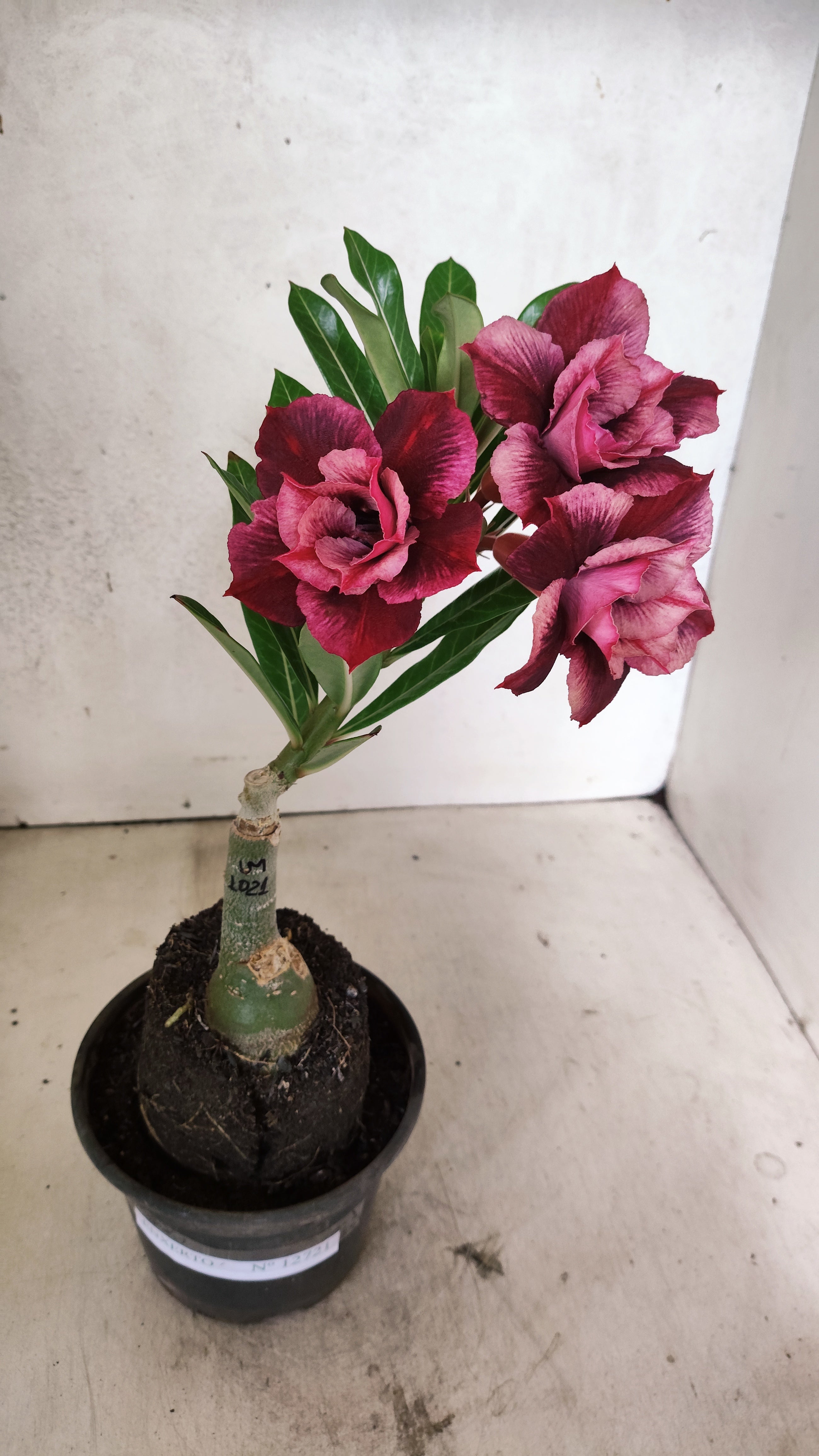 ENXERTO 12721 – 25cm (cor LM 1021)