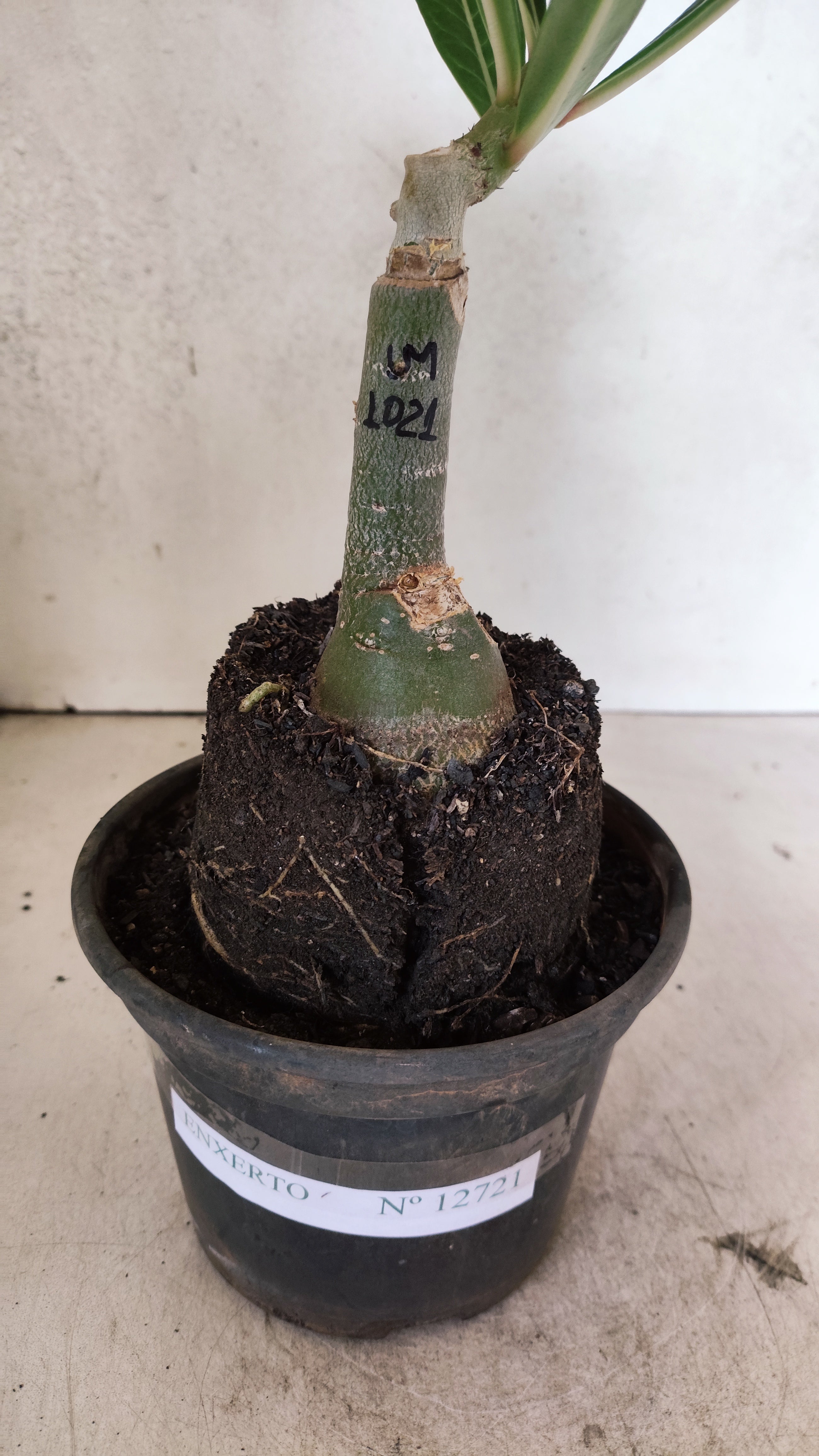 ENXERTO 12721 – 25cm (cor LM 1021)