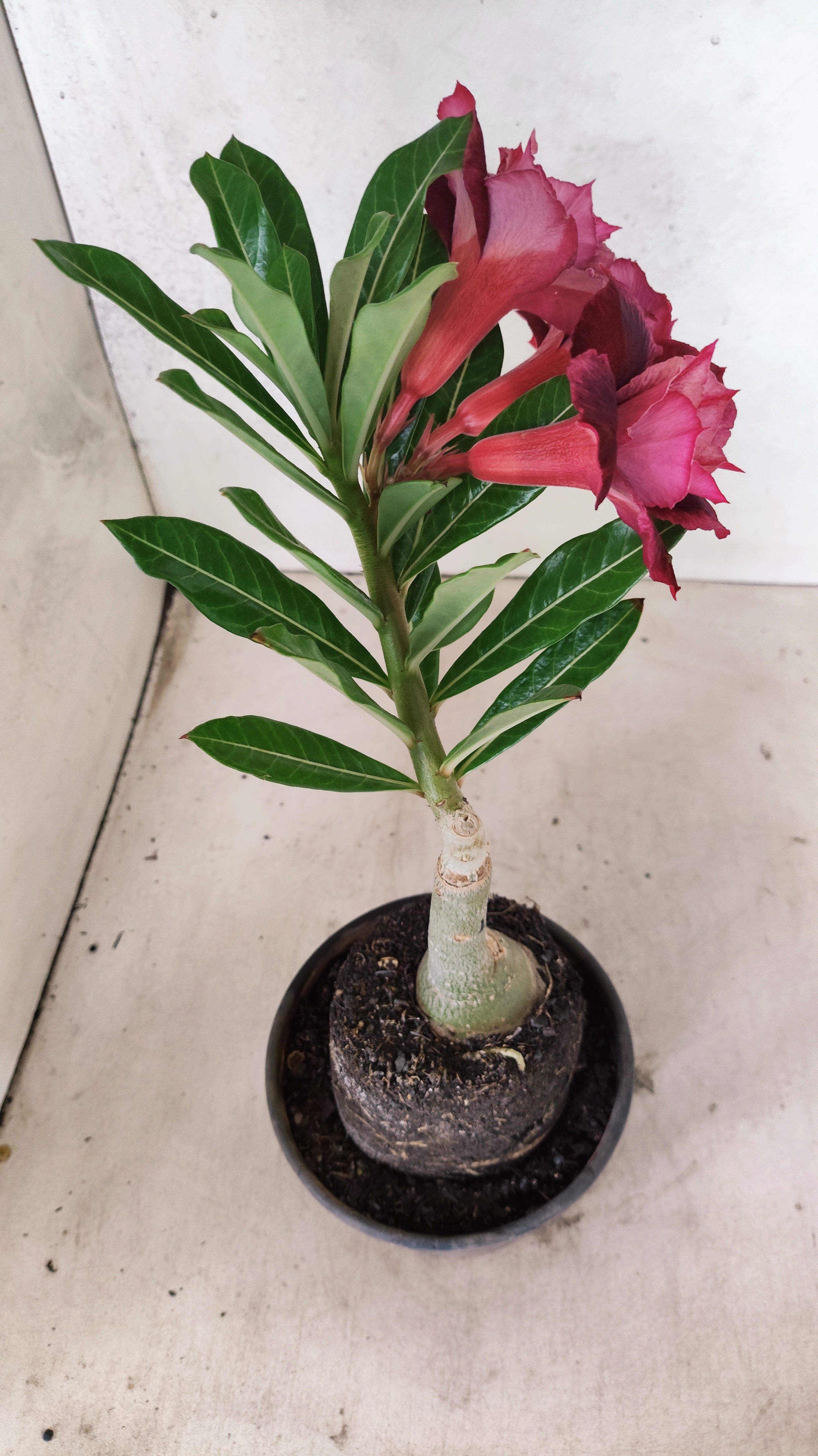 ENXERTO 12721 – 25cm (cor LM 1021)