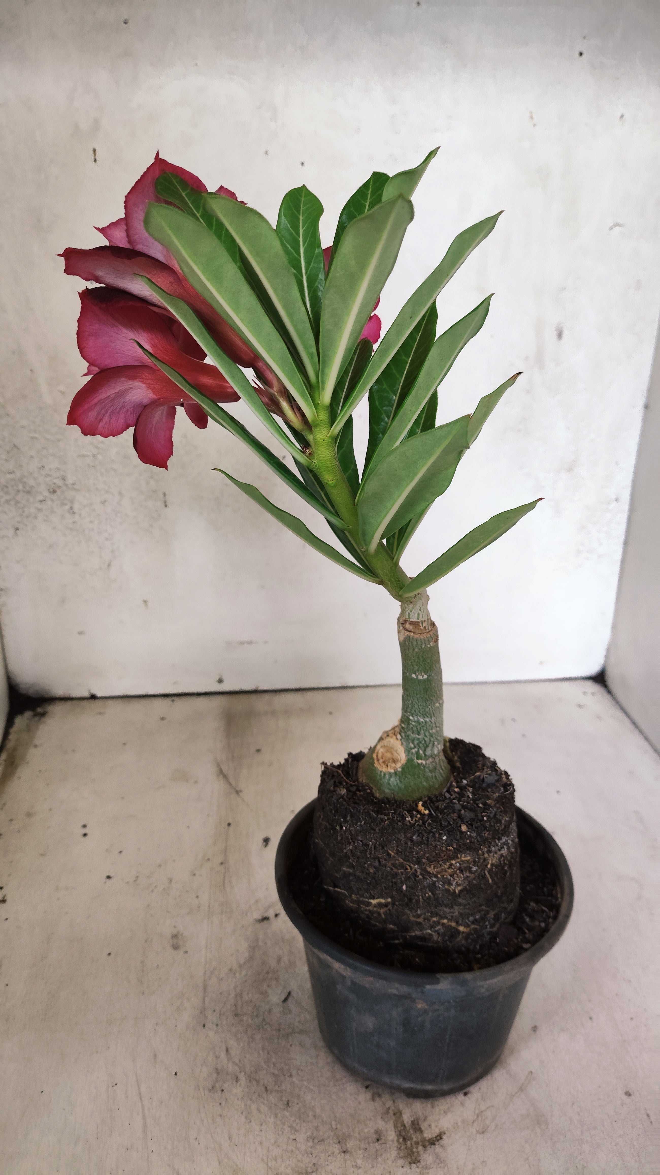 ENXERTO 12721 – 25cm (cor LM 1021)