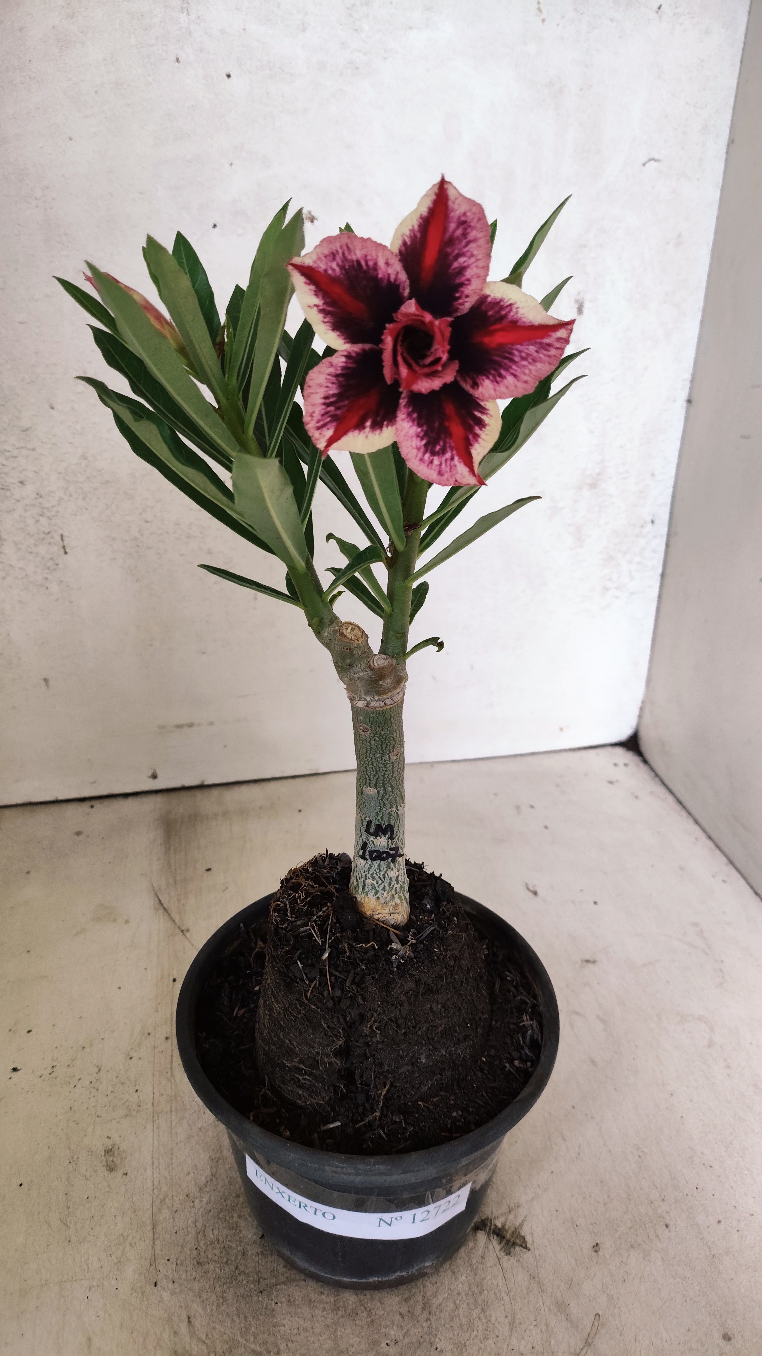 ENXERTO 12722– 25cm (cor LM 1007)