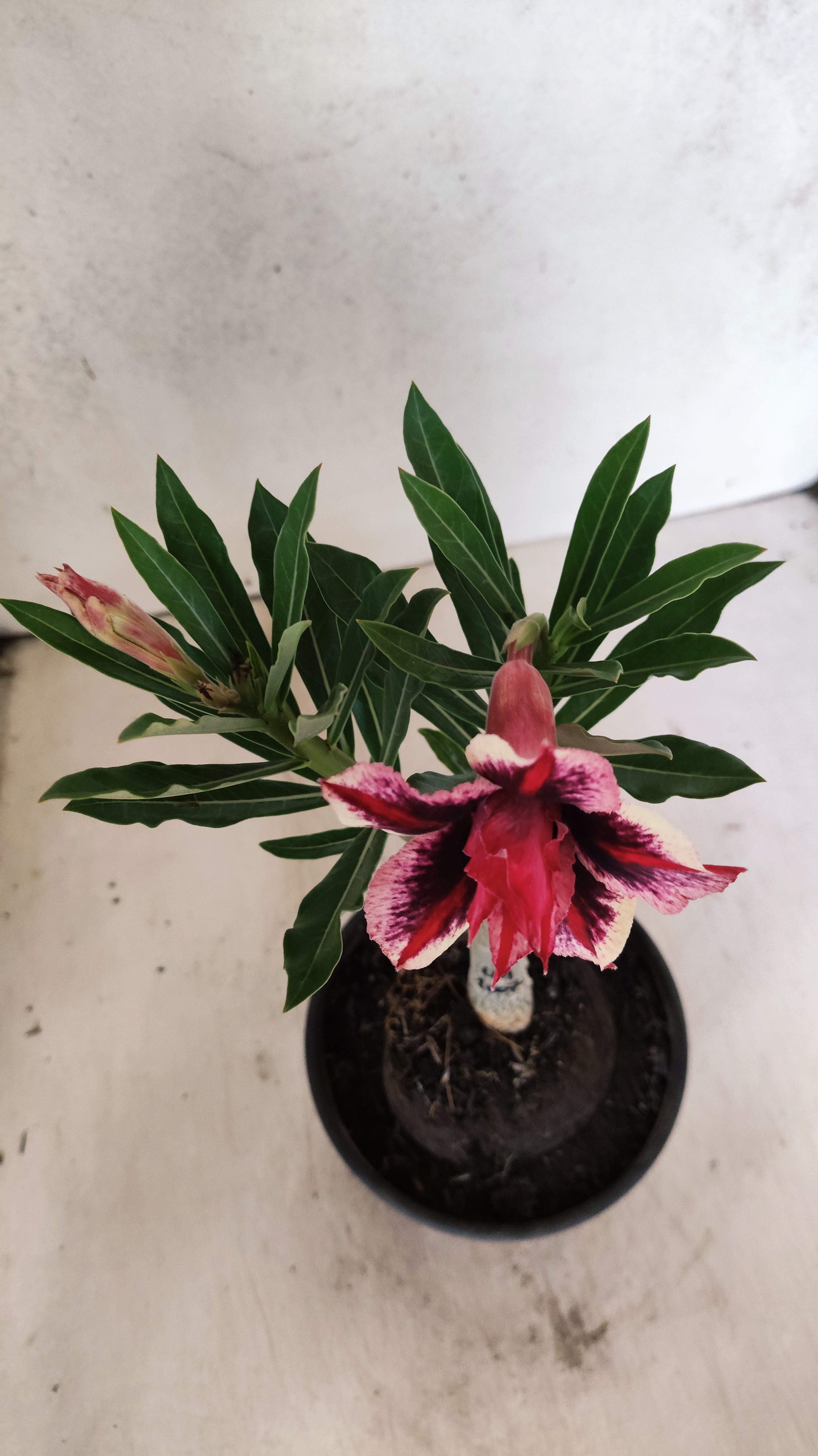 ENXERTO 12722– 25cm (cor LM 1007)