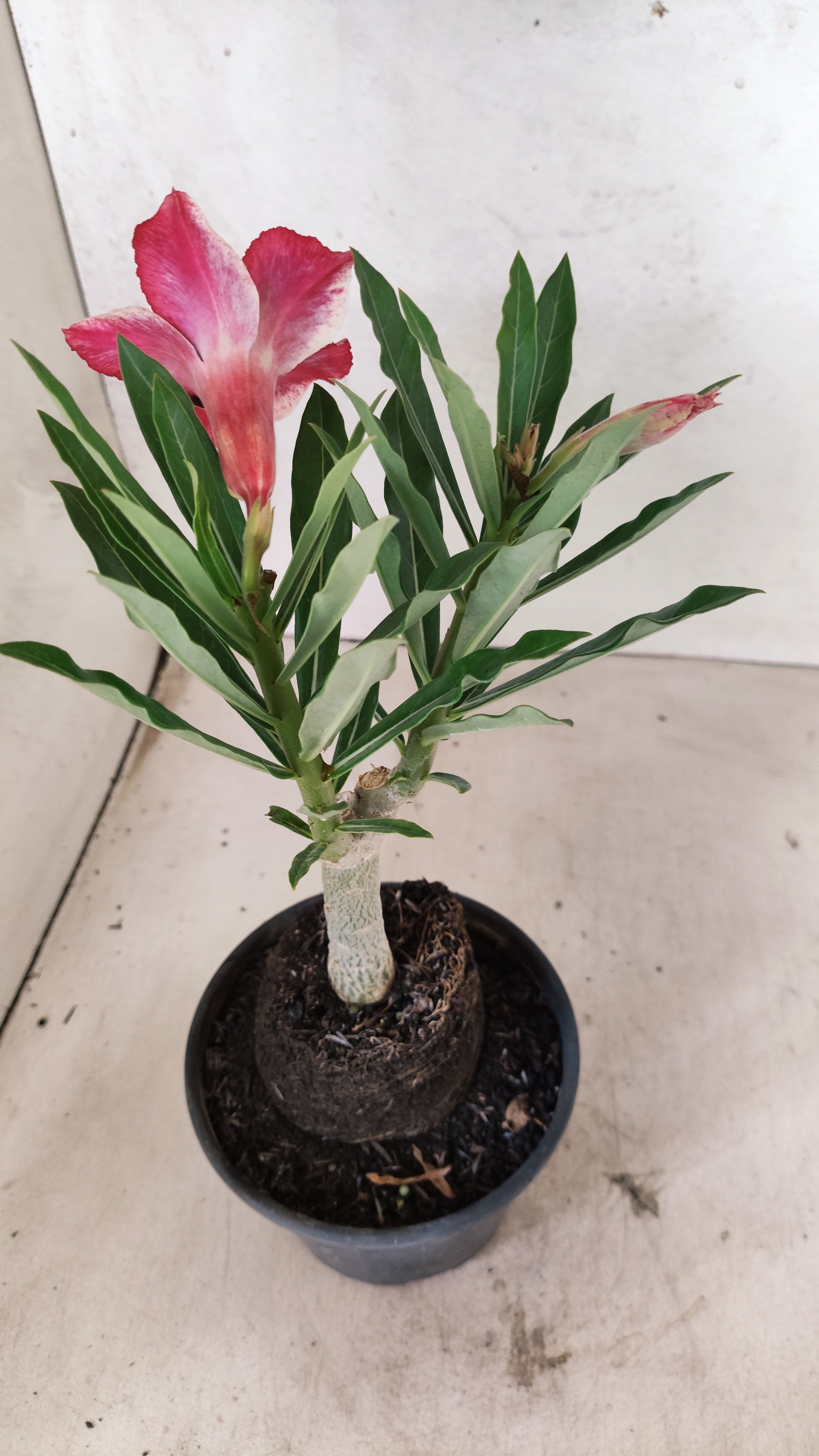 ENXERTO 12722– 25cm (cor LM 1007)