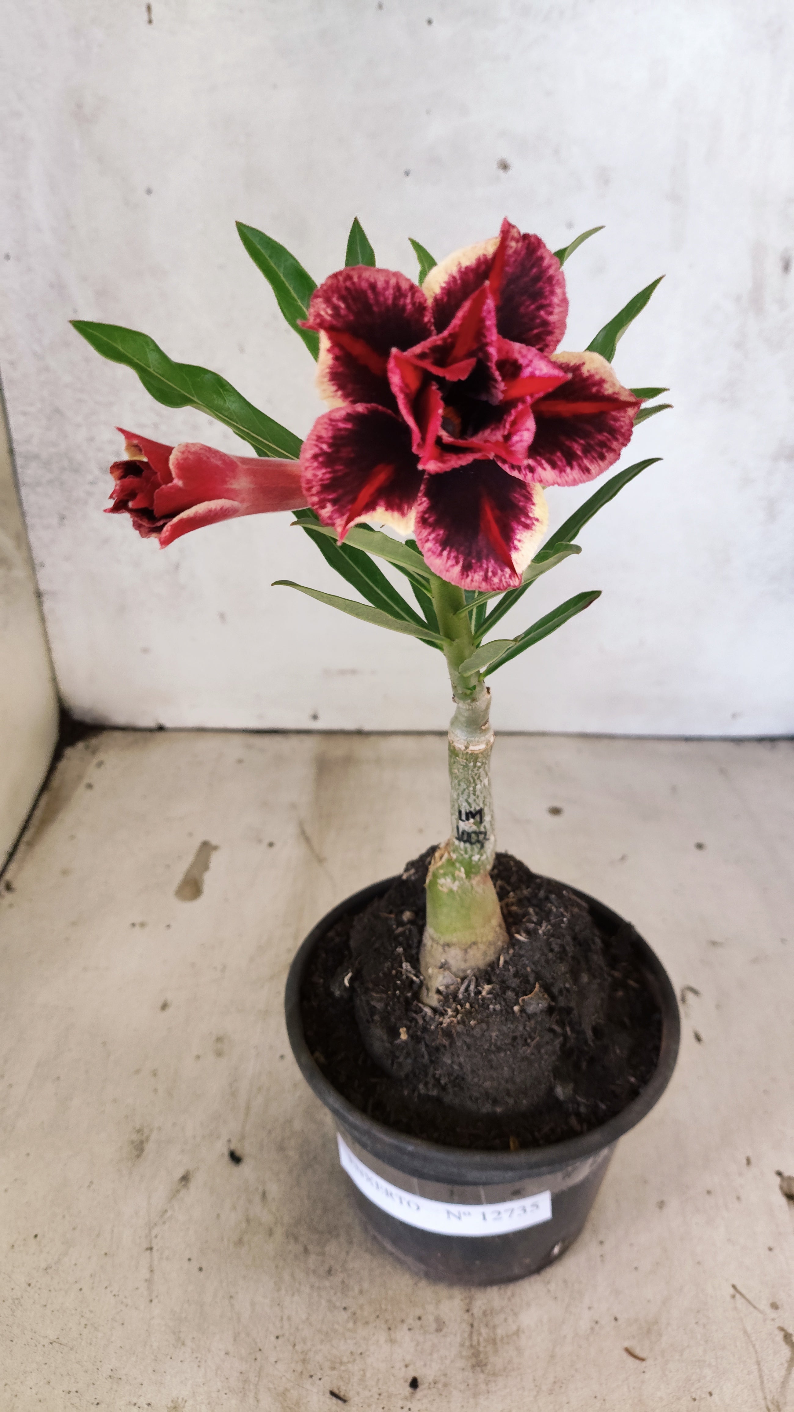 ENXERTO 12735 – 20cm (cor LM 1007)