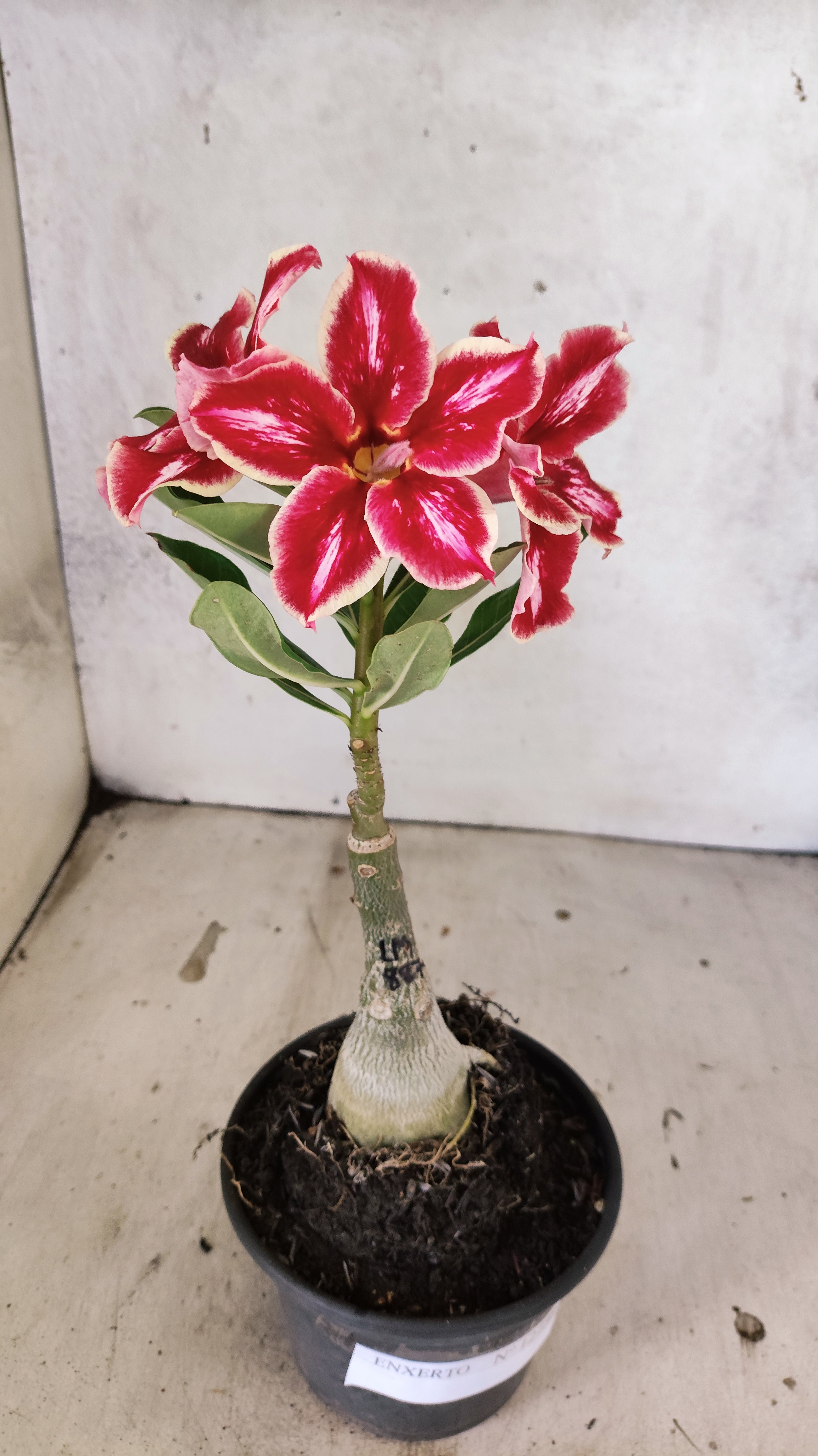 ENXERTO 12738 – 20cm (cor LM 887)