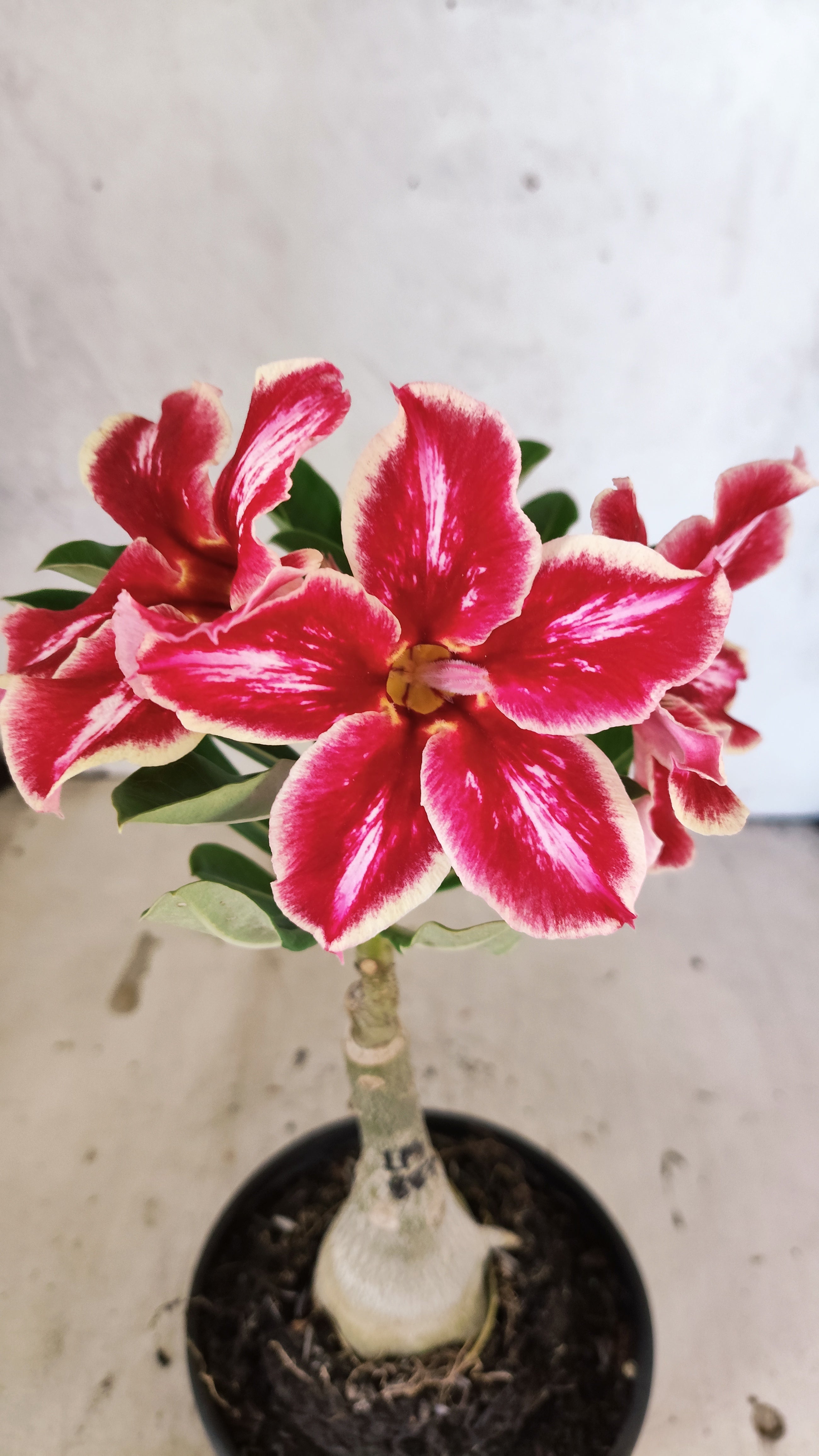 ENXERTO 12738 – 20cm (cor LM 887)