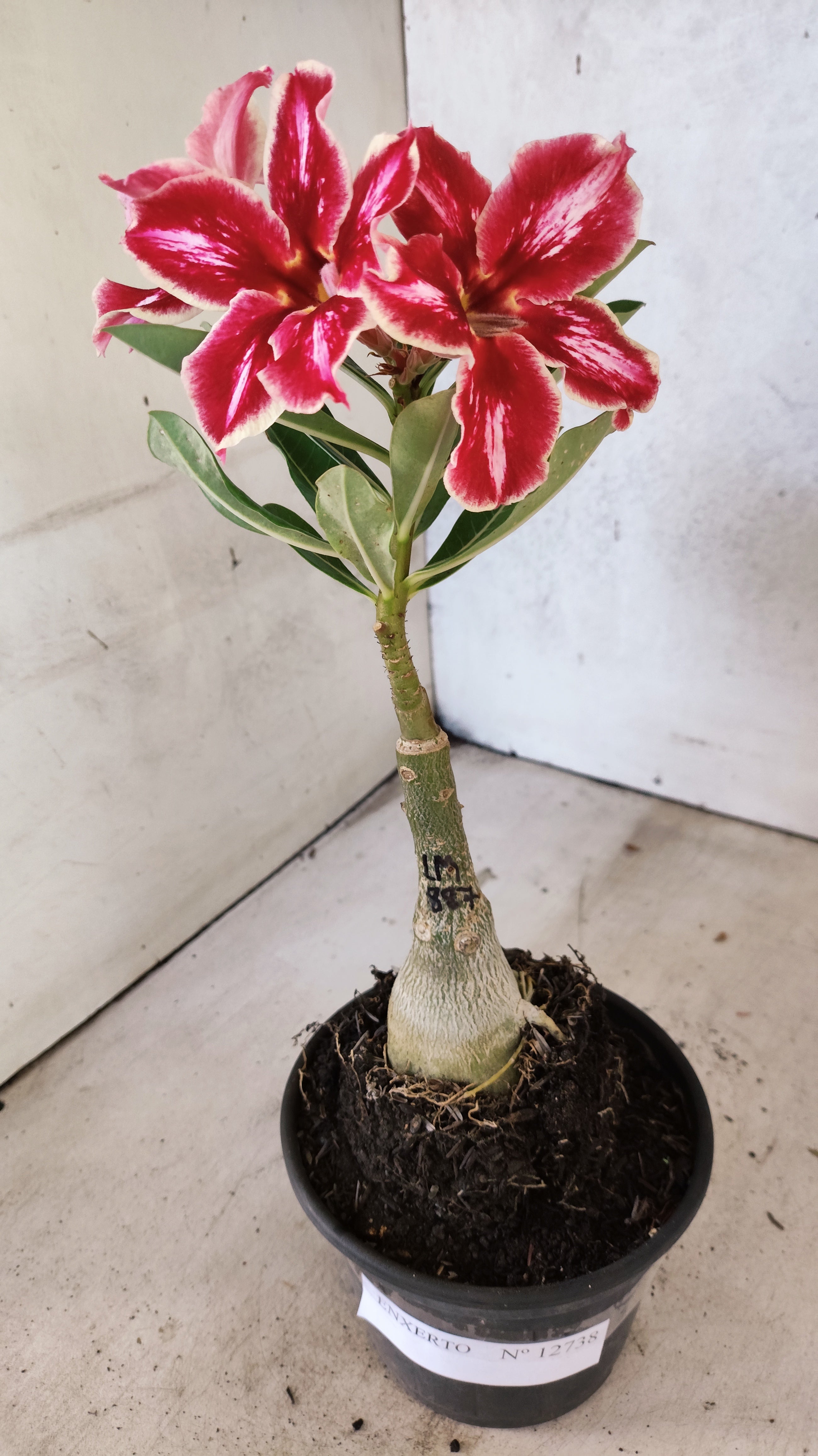 ENXERTO 12738 – 20cm (cor LM 887)