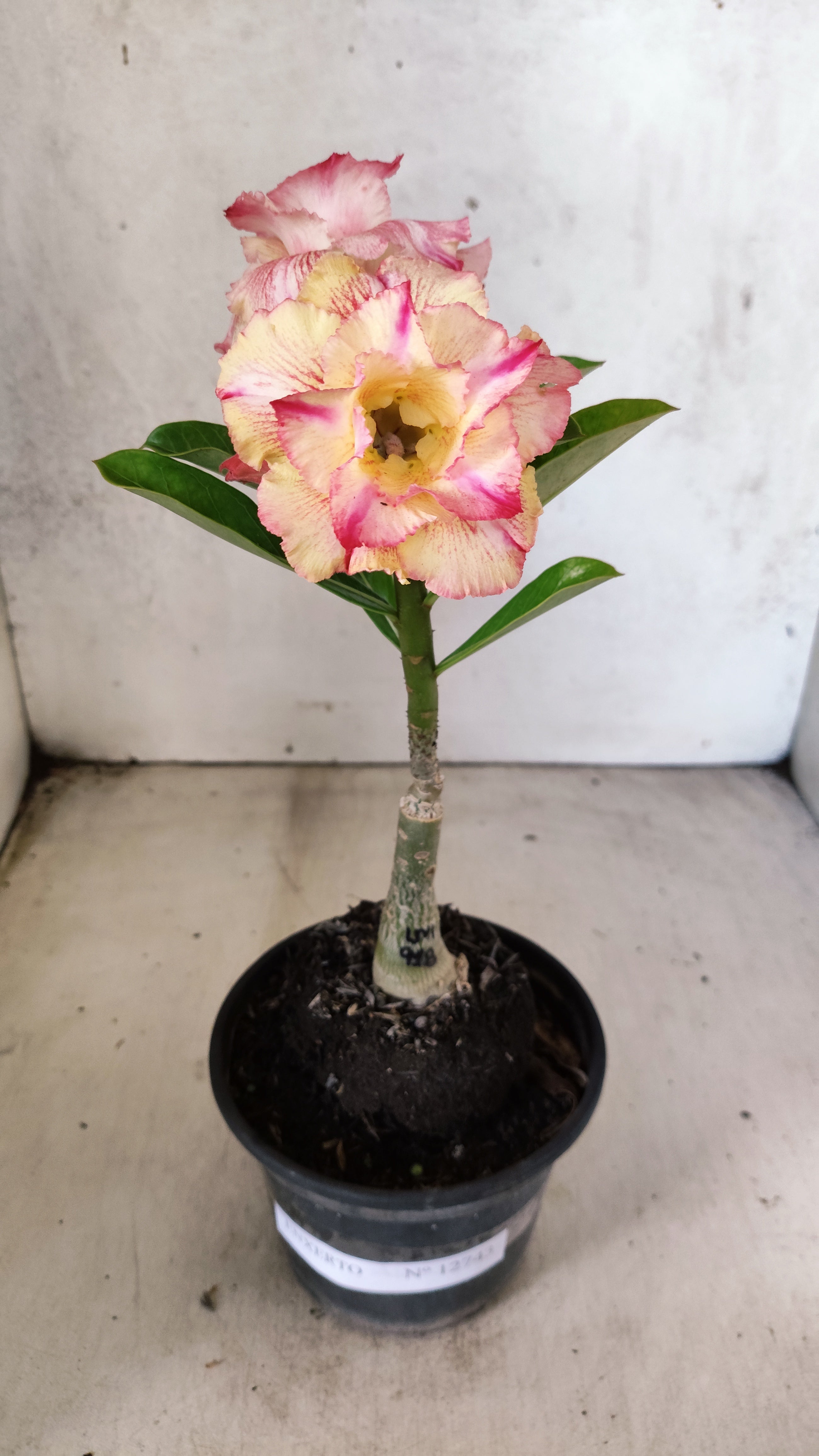 ENXERTO 12743 – 20cm (cor LM 918)