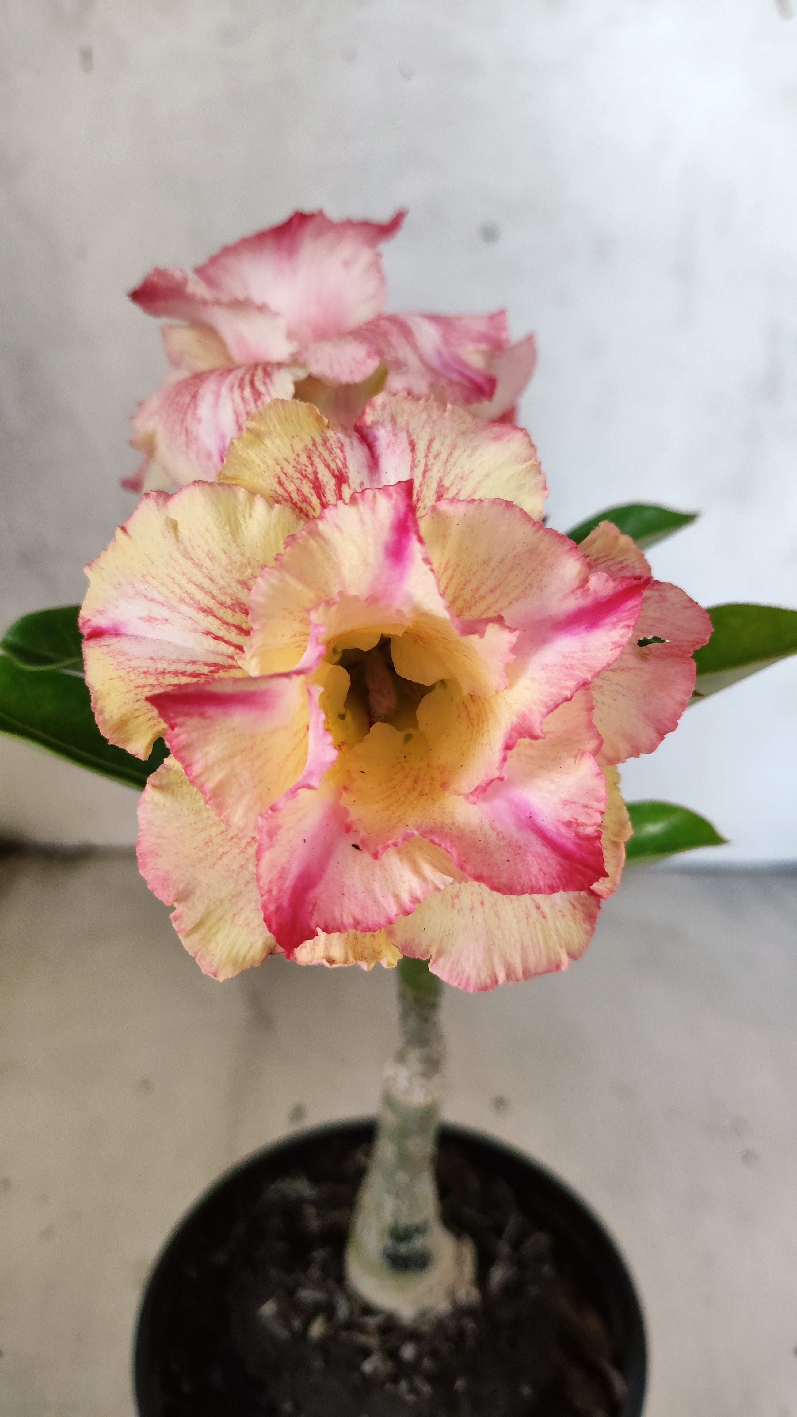 ENXERTO 12743 – 20cm (cor LM 918)