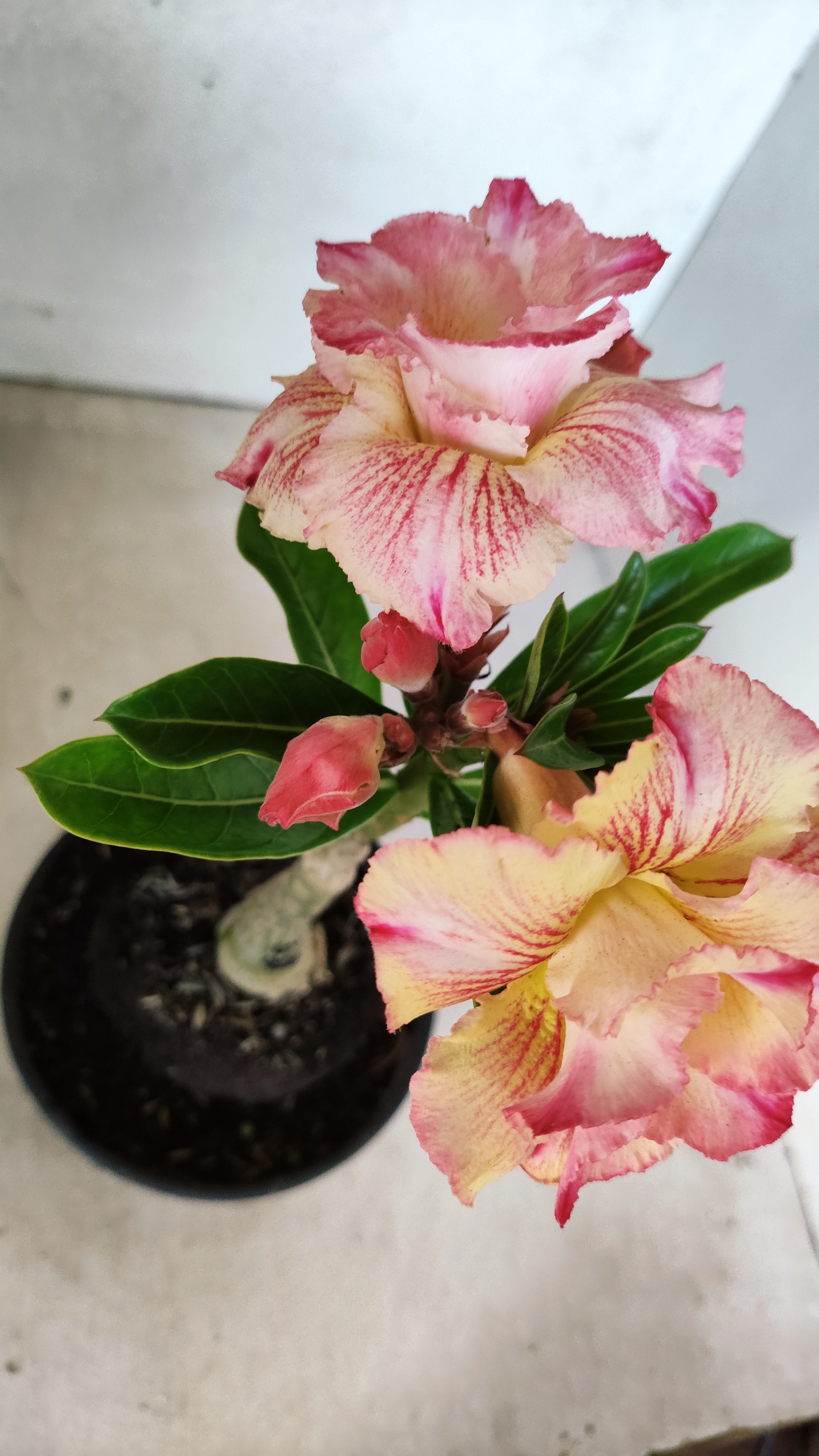 ENXERTO 12743 – 20cm (cor LM 918)