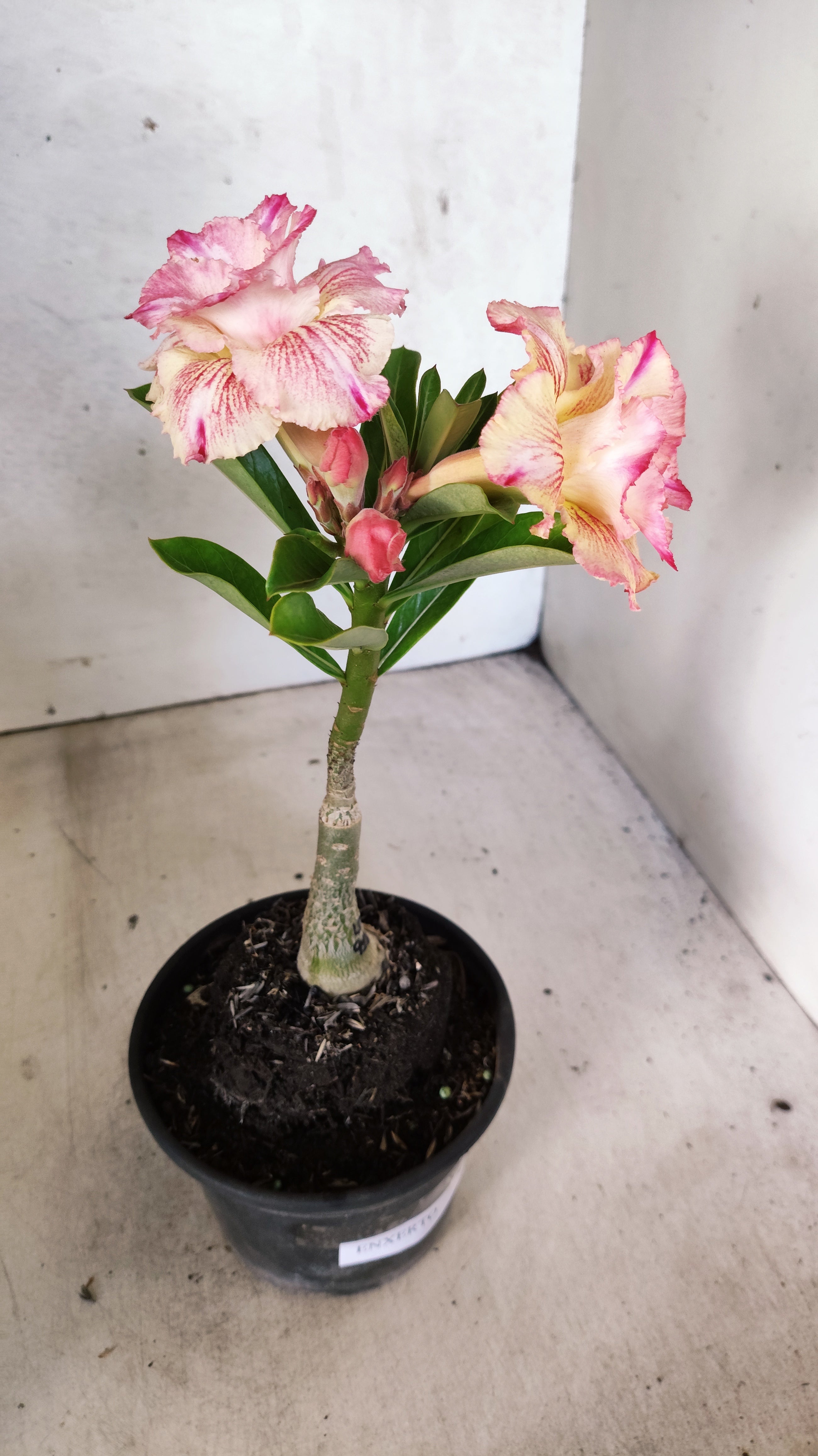 ENXERTO 12743 – 20cm (cor LM 918)